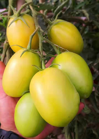 Семена гибридных раннеспелых томатов овальной формы