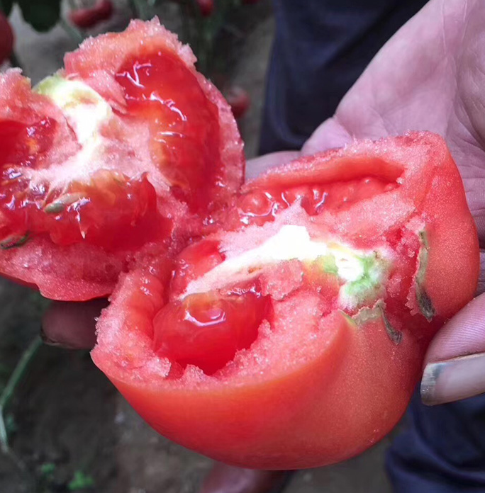 Высокая устойчивость к болезням Твердая кожица Устойчивость к транспортировке Розовые семена томатов