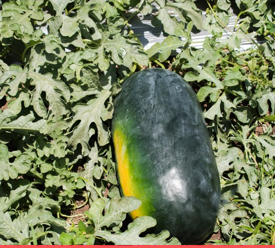 Black Chairman Strong Growth Watermelon Seeds