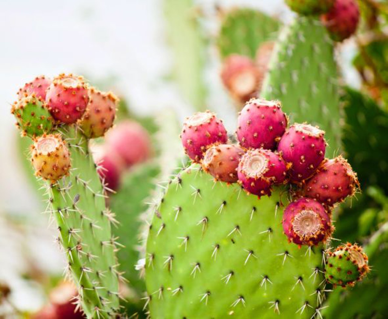 Prickly Pear Seed Oil in bulk