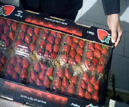 strawberry Egypt