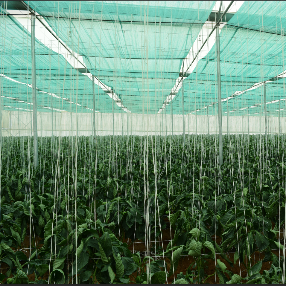 160 gsm 2x50m HDPE UV 工厂农业和温室遮阳网