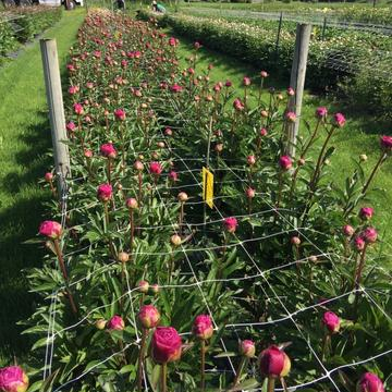 PP orchard plastic plants support trellis net For Garden Flower