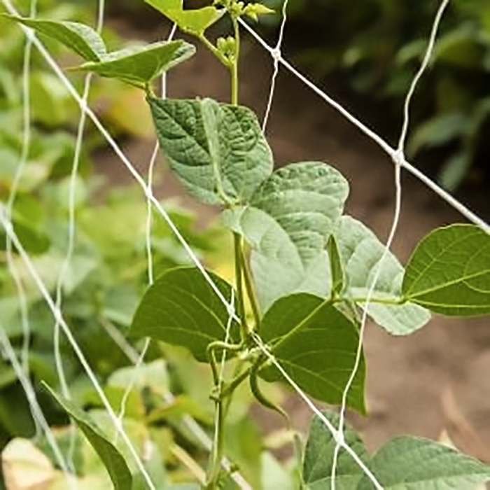 藤蔓植物支架网