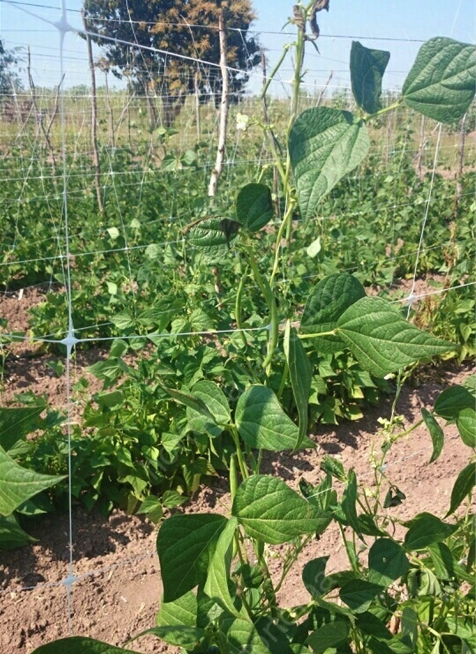 塑料番茄苦味植物支撑网 PP蔬菜爬架网