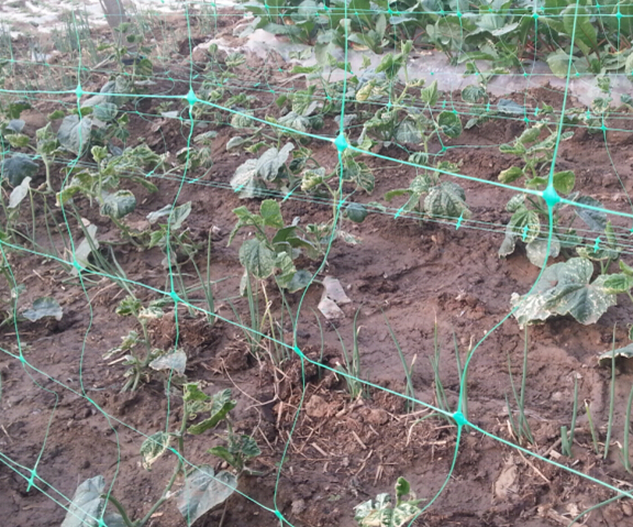 Plastic Tomato Bitter Plant Support Net PP Vegetable Climbing Trellis Netting