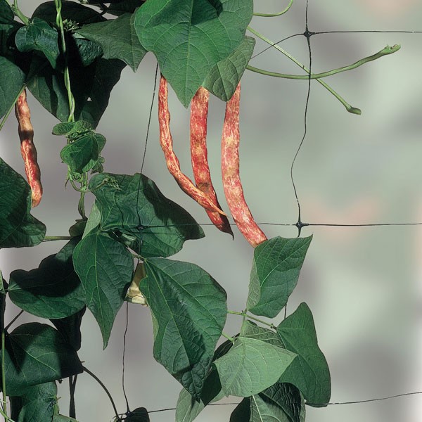 Растение шпалерная сетка для вьющихся растений огурец помидор малина цветы