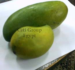mango Egypt 
