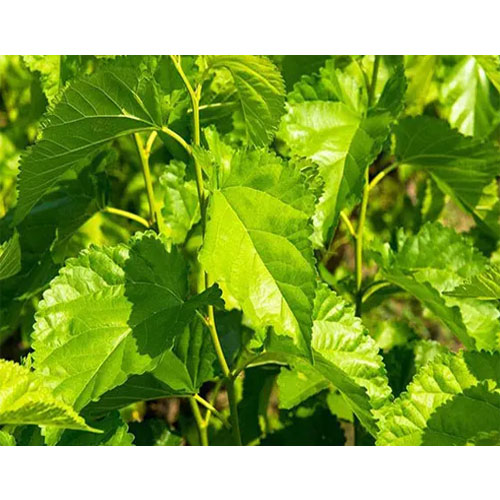 Mulberry Leaf Extract