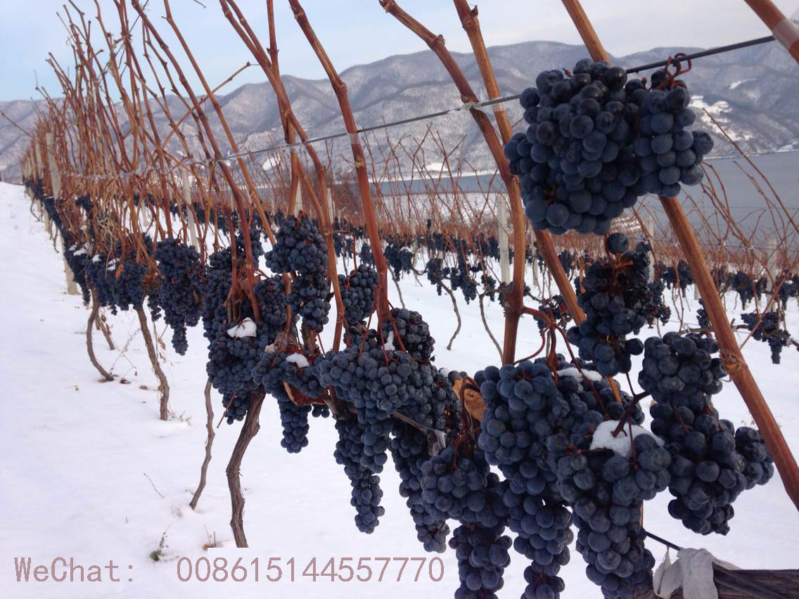 grape seedlings Cold-resistant Cold limit minus 37 degrees