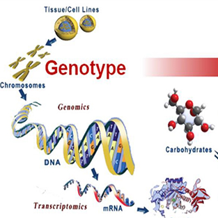 Resequencing+Metabolome