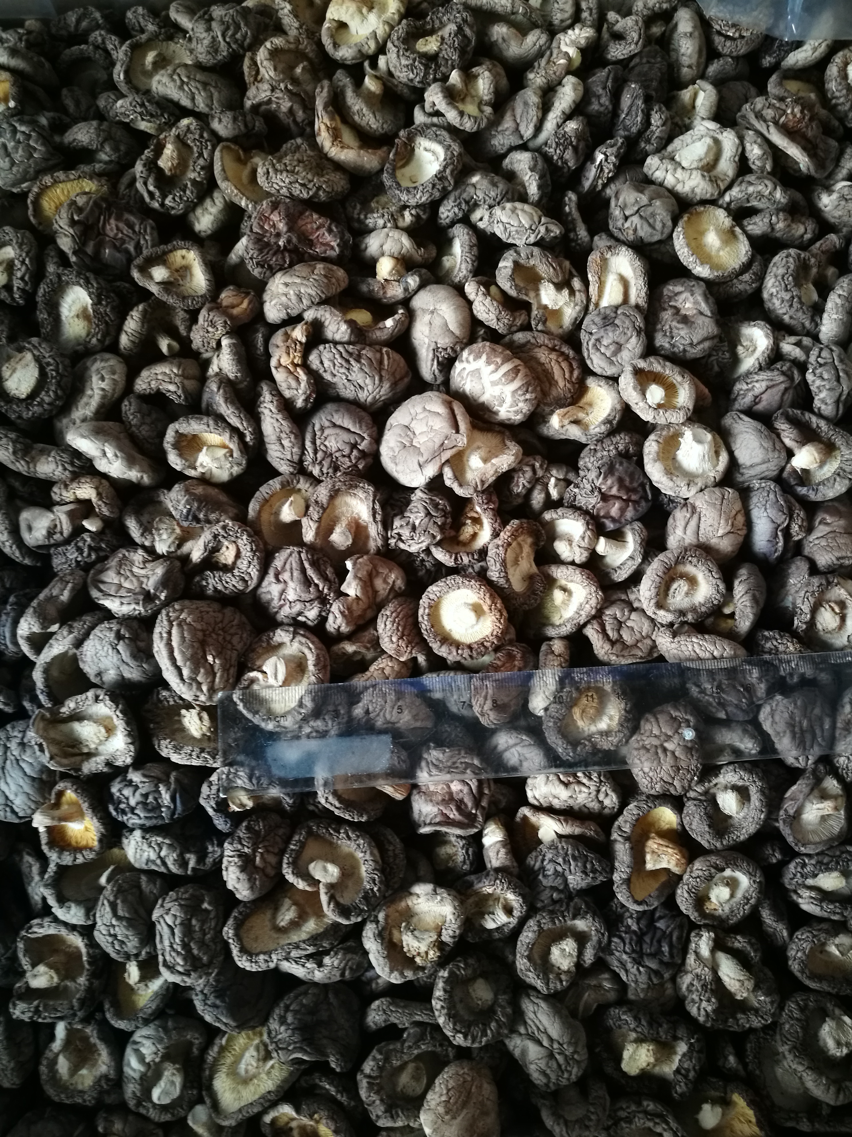 сушеные грибы шиитаке