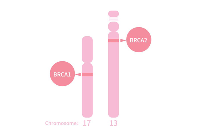 Genetic Testing for Hereditary Breast/Ovarian Cancer(BRCA1/2)