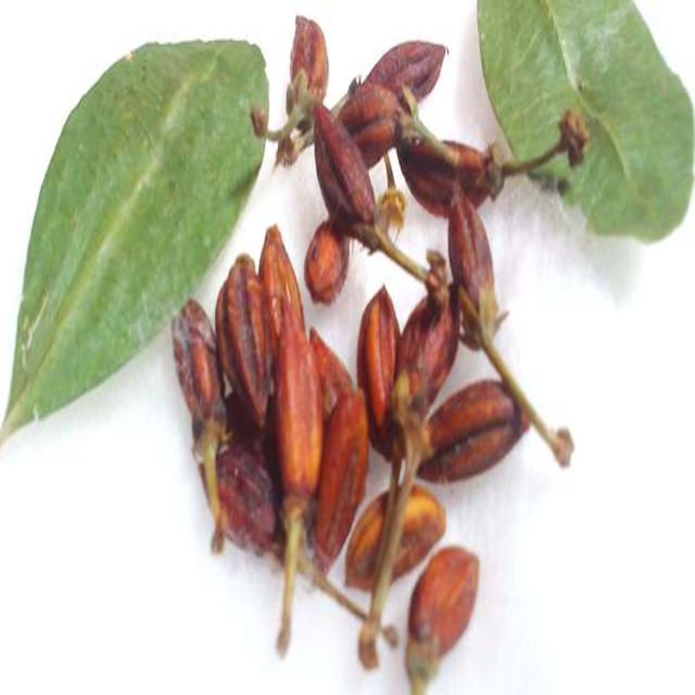 Erythroxylum Coca Seeds