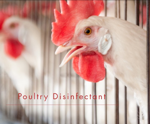 Disinfectant for Poultry