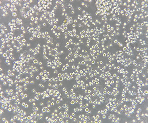 Host Cell Protein Detection Kits