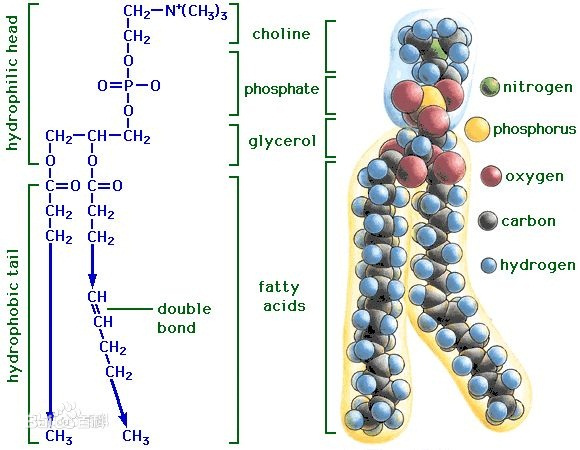 Phospholipids Supplier