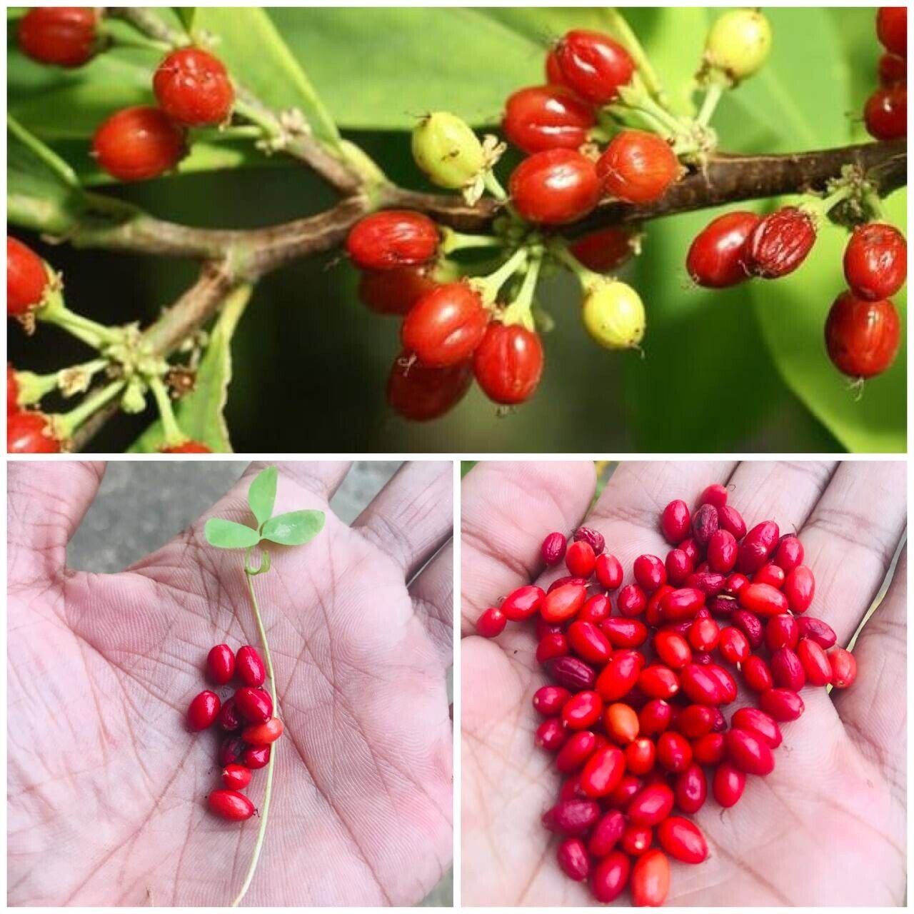 Erythroxylum Coca Seeds