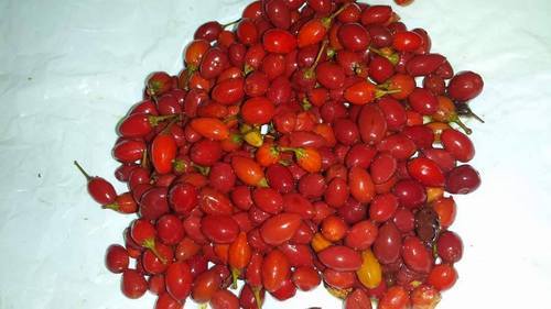 Erythroxylum Coca Plants