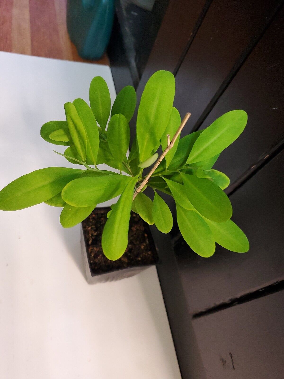 Erythroxylum Coca Seedlings Plants