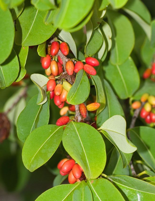 Erythroxylum Novogranatense Coca Seeds