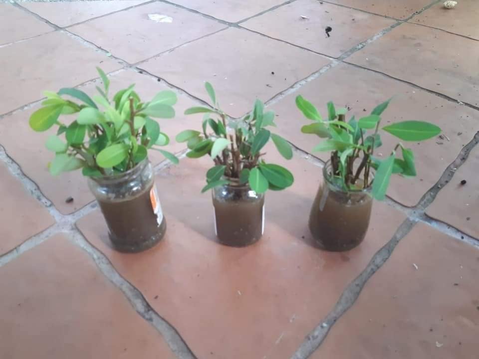 Novogranatense Coca Seeds