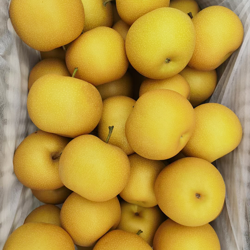 Snow Pear Exporter China