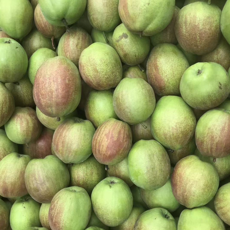 Kuerle fragrant pear supplier