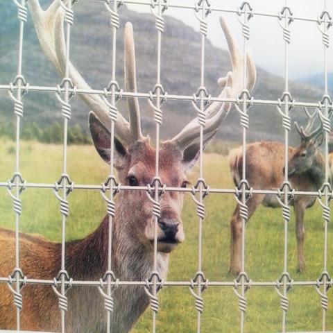 Deer Breeding Net