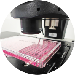 Peptide Library Screening