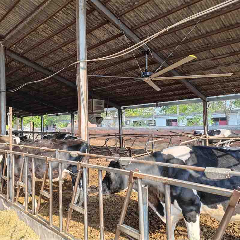 big HVLS ceiling fans for livestock