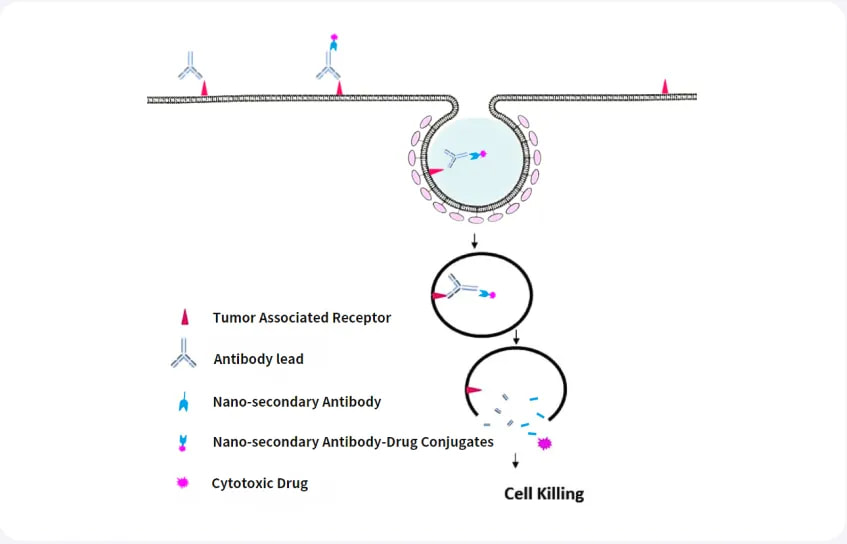 Antibody Internalization