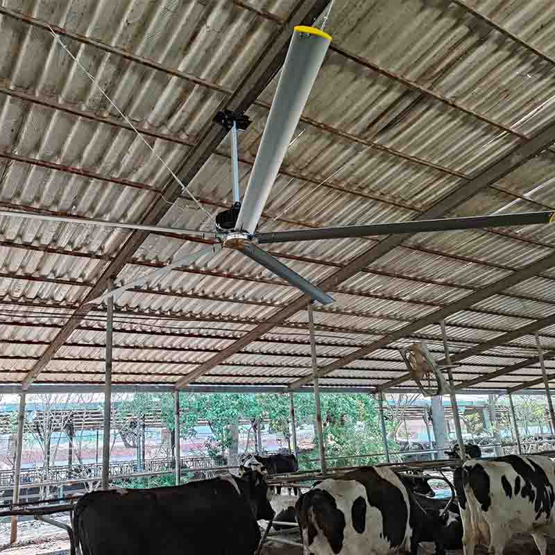 Barn Cooling Fan vs Wall Fan: Which Works Better