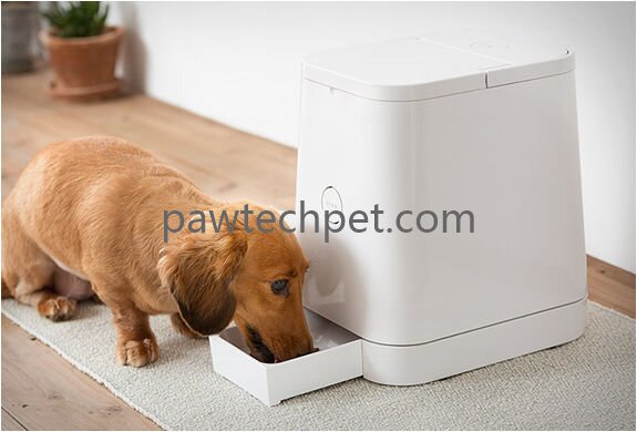 Practical Designs for Everyday Pet Feeding